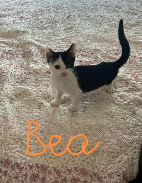 Bob e Bea  Foto 5